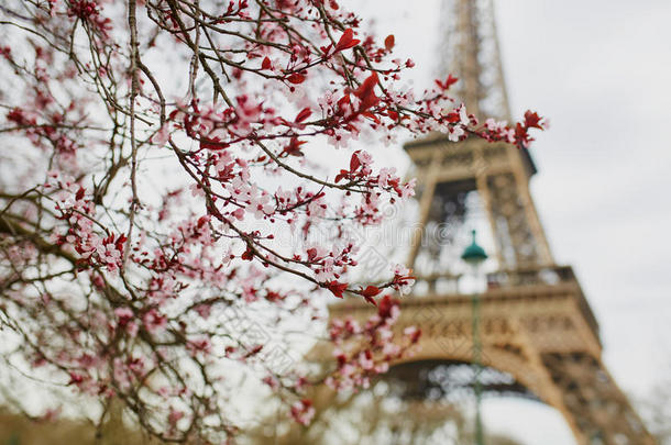 法国巴黎樱花季节