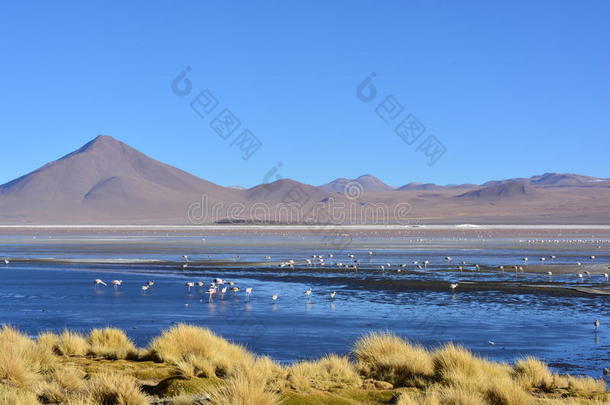 玻利维亚湖上的火烈鸟和其他鸟类