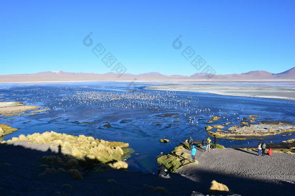 玻利维亚湖上的火烈鸟和其他鸟类