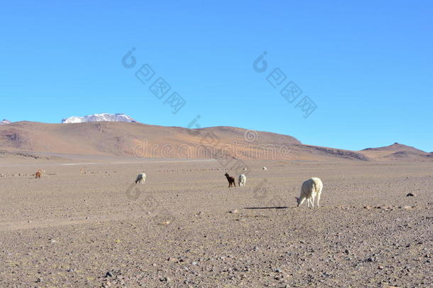 冒险羊驼美国安第斯山脉动物