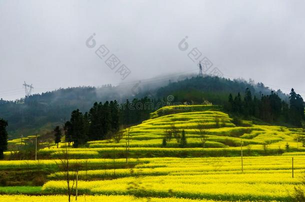 罗平市油菜田、油菜花雾田