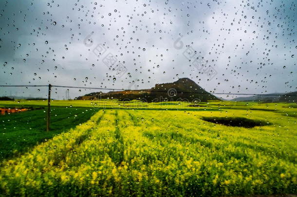 油菜田，油菜花田带雨滴