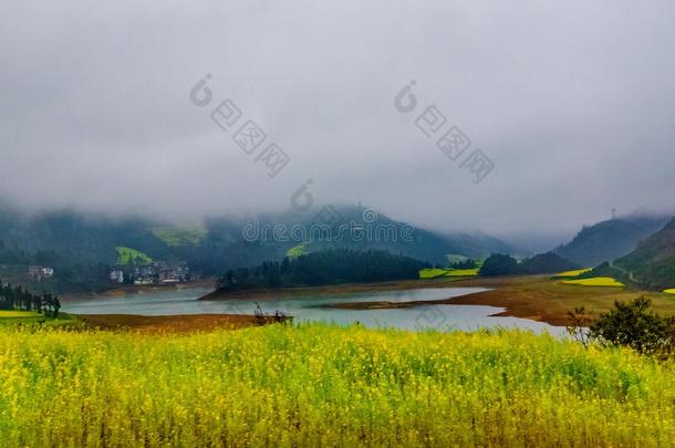 罗平市油菜田、油菜花雾田