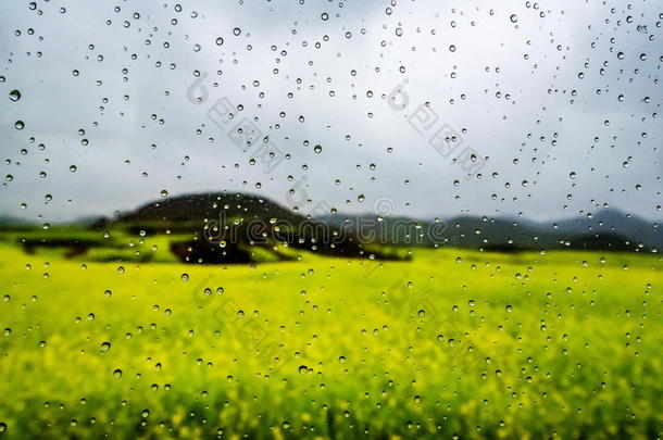 油菜田，油菜花田带雨滴