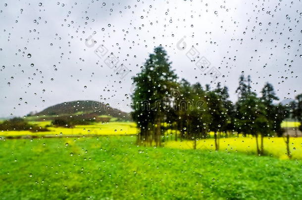 油菜田，油菜花田带雨滴