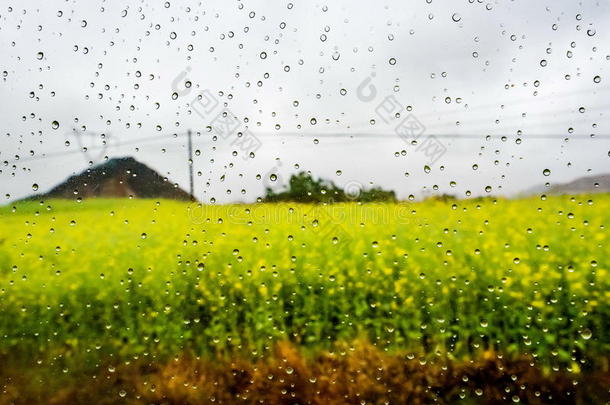 油菜田，油菜花田带雨滴