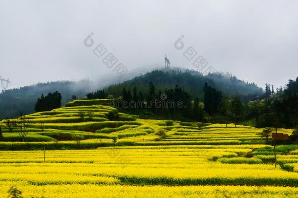 罗平市油菜田、油菜花雾田