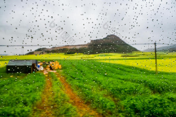 油菜田，油菜花田带雨滴