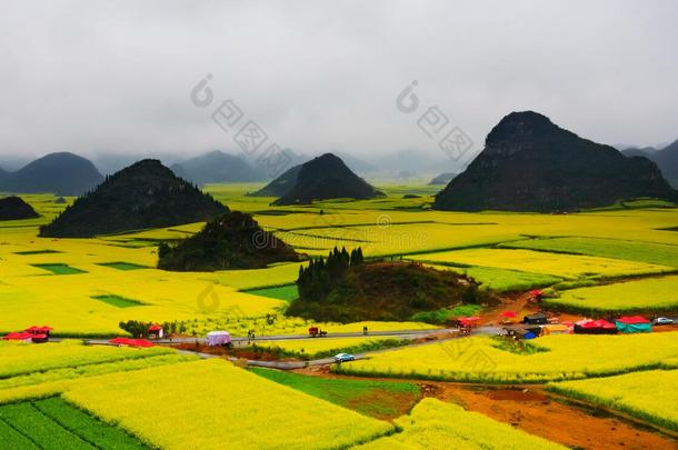 罗平市油菜田、油菜花雾田