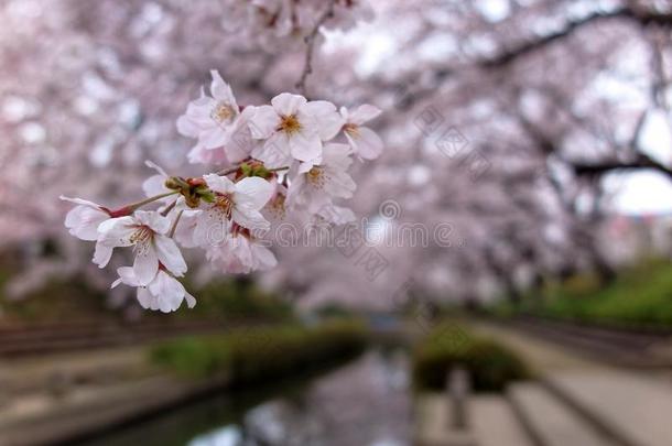 <strong>近景</strong>美丽的中村花在河岸的一条小运河，在藤田，日本，樱花树