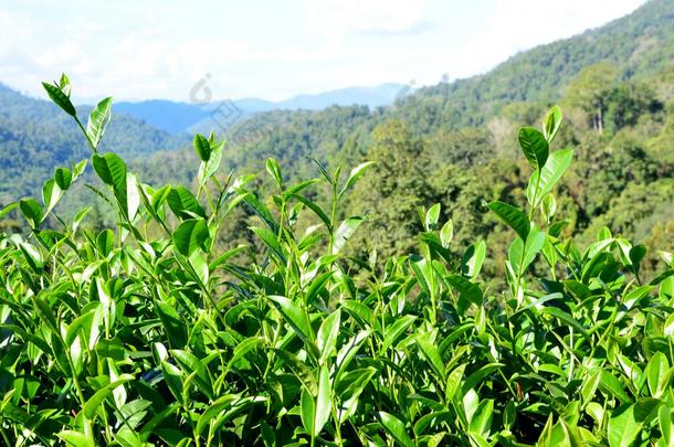 绿茶芽和新鲜的叶子。