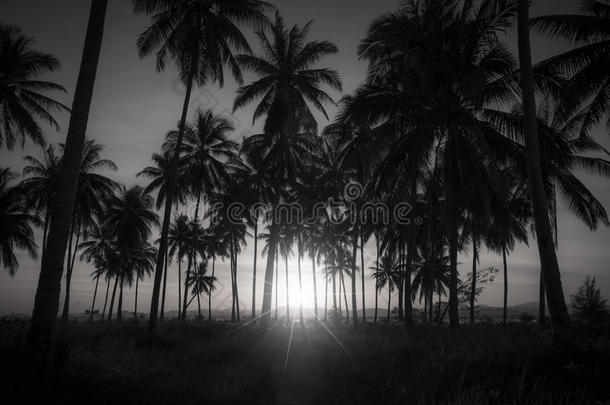 海滩上剪影椰子棕榈树的黑白图像