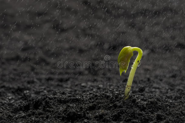 雨中绿豆种子从土壤中生长出来