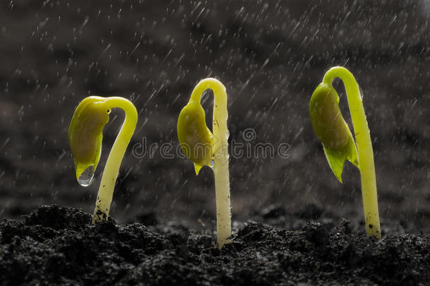 雨中绿豆种子从土壤中生长出来