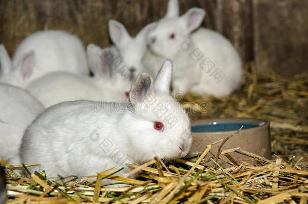 美丽的白兔，大耳朵和红眼睛