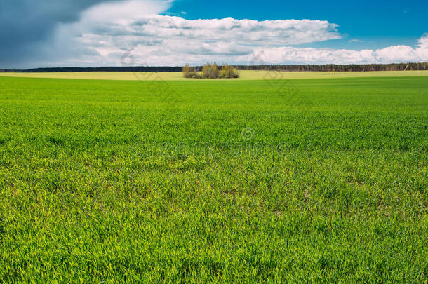 田野或草地景观与绿草在风景优美的春天蓝色戏剧