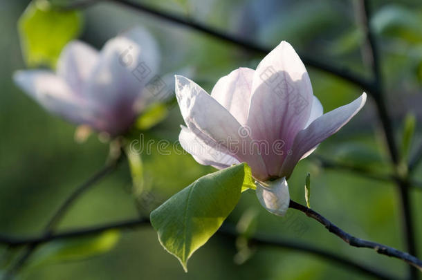 粉红玉兰花