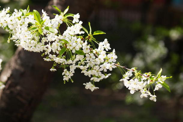 <strong>樱花枝</strong>