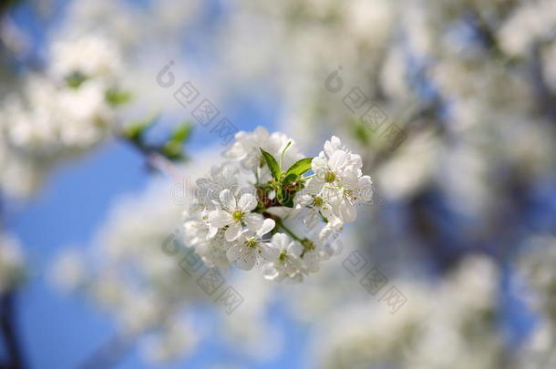 樱花枝