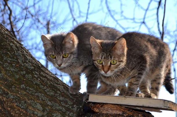 动物边框猫夫<strong>妇幼</strong>兽