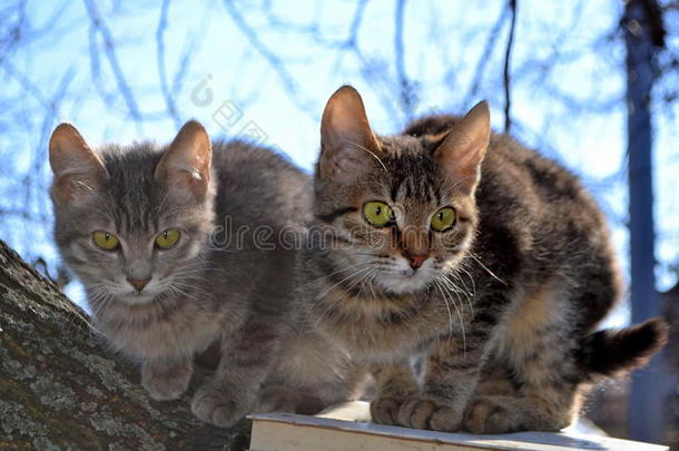 动物边框猫夫妇幼兽