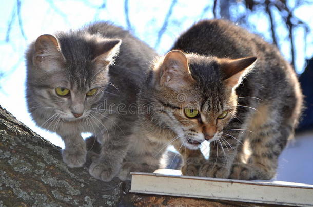 动物边框猫夫妇幼兽