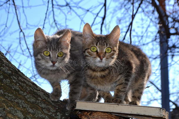 动物边框猫夫妇幼兽