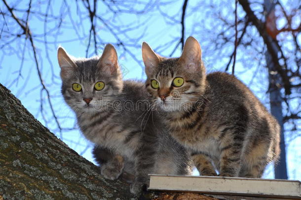 动物边框猫夫妇幼兽