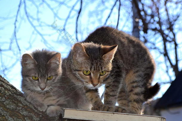 动物<strong>边框</strong>猫夫妇幼兽