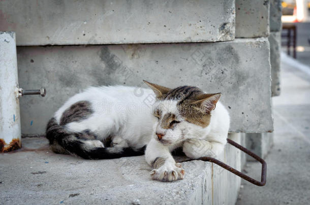 希腊猫正在希腊克里特岛古霍拉镇的墙上<strong>滑倒</strong>