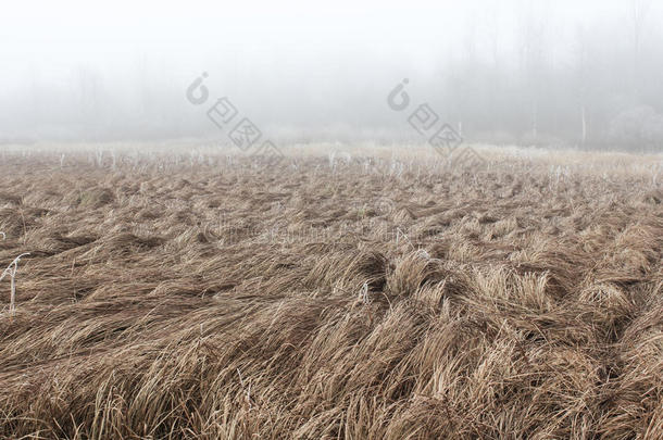 田野里的雾和枯草