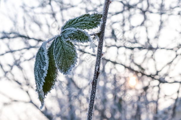 树叶和雪花上的霜