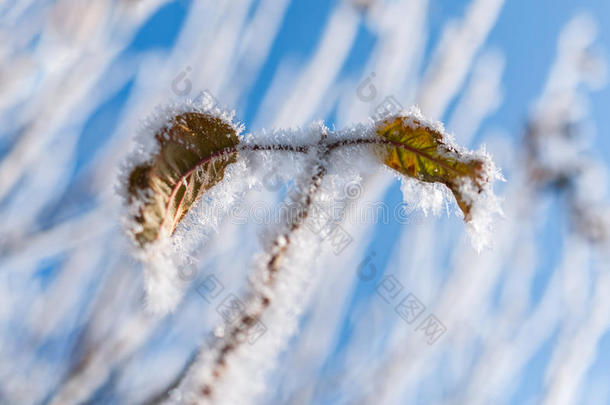 树叶和雪花上的霜