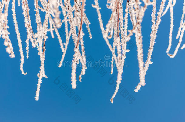 树枝上有霜雪花