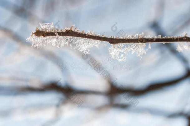 树枝上有霜雪花