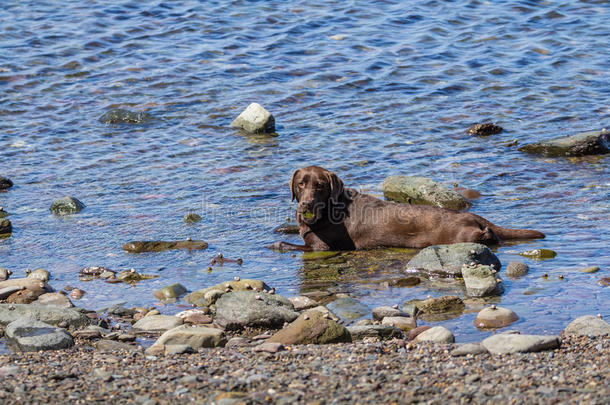 大棕色狗躺在水里。