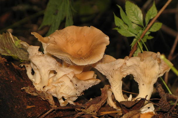 秋天的森林蘑菇