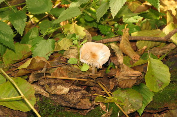 秋天的森林蘑菇