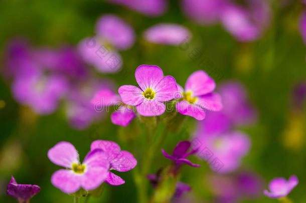 花园里长着美丽的紫色花朵