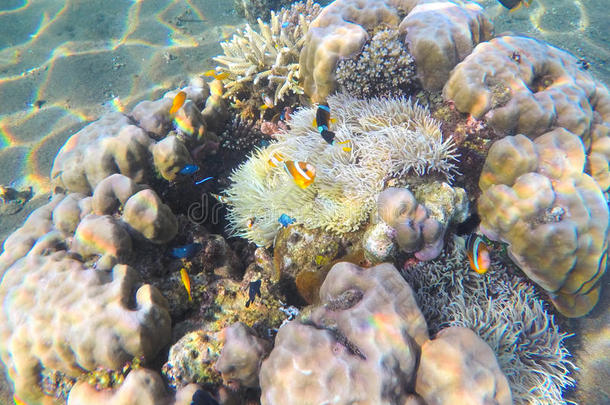 沙海底的珊瑚礁。 海洋珊瑚与植物共生。