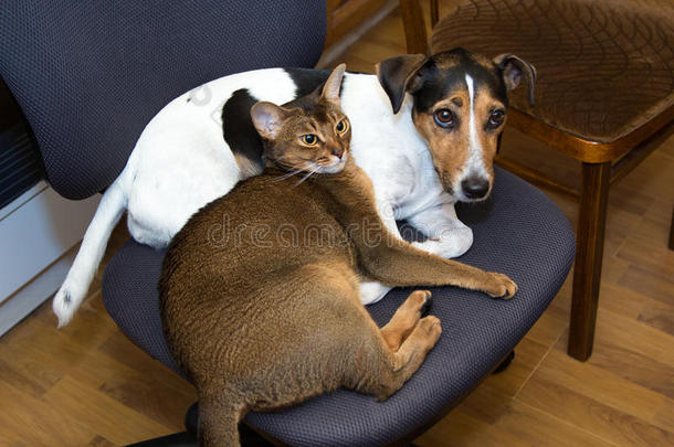 猫和狗一起躺在椅子上