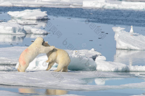 动物北极的攻击宝贝战争