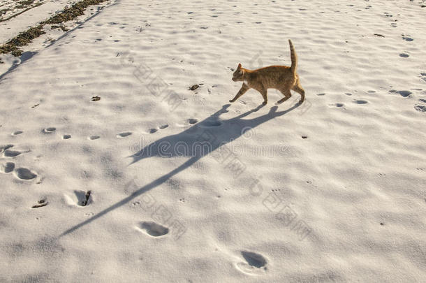 一只红色的猫在雪地上有一个巨大的阴影，乡下，波兰。