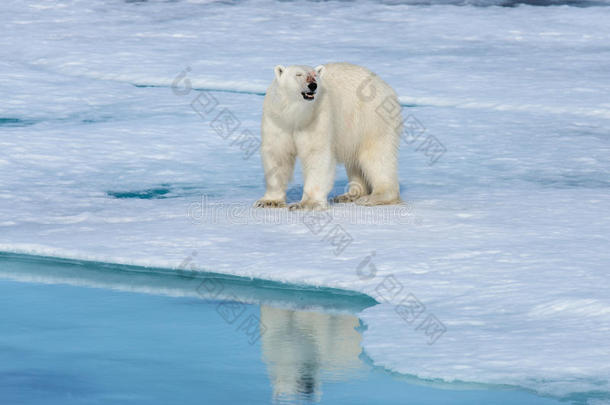 阿拉斯加动物北极的熊伯格