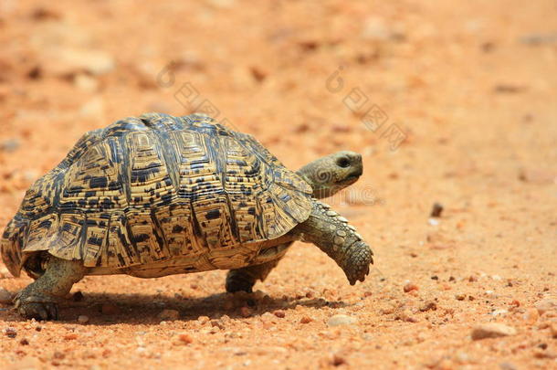 非洲豹龟