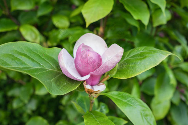 粉红绣球花。