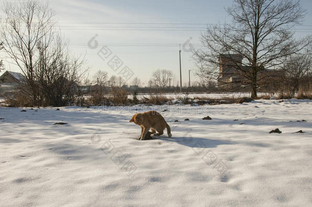 在雪地上比红猫在雪地上玩耍；波兰。