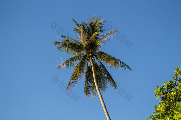 天空背景上的椰子棕榈树。 暑假横幅模板与地方为文本。
