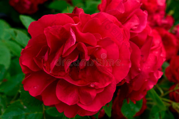 花园特写中盛开的红玫瑰。