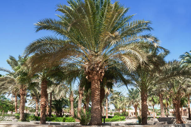 埃及热带度假胜地的一条带棕榈树的小巷